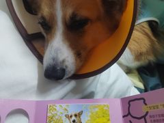 -美联众合动物医院·24h转诊中心