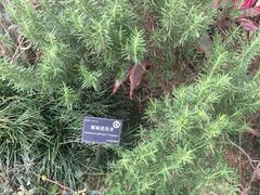 -东莞植物园