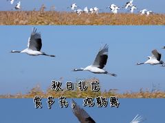 -黑龙江扎龙生态旅游区