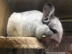 -藦茜花园宠物主题亲子互动体验馆(国顺东路店)
