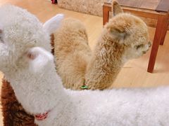 -猫色咖啡·猫咖