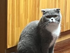 -猫大福·Fortune Cat猫舍(百子湾店)