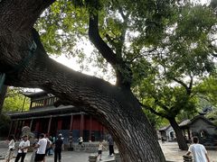 -晋祠公园