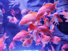 -成都浩海立方海洋公园