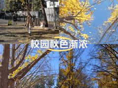 -三里屯东五街银杏大道