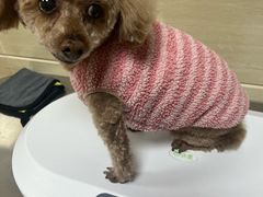 -北京观赏动物医院·24小时大型综合·猫专科·异宠专科