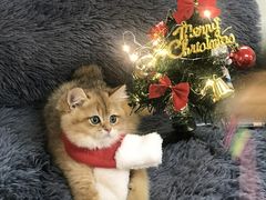 -lincat·猫舍(广州店)