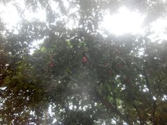 -南宁良凤江国家森林公园