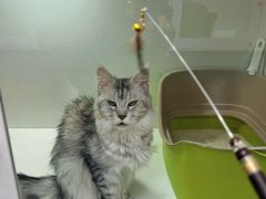 -青奢宠物·青奢猫舍