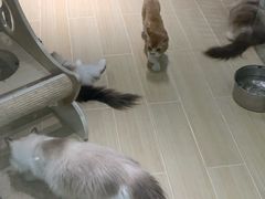 -momokira米努特·德文卷毛猫·棉花面纱犬