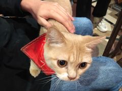 -猫色咖啡·猫咖