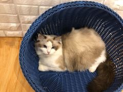 -momokira米努特·德文卷毛猫·棉花面纱犬