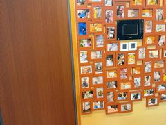 -猫十亿·布偶金渐层·曼基康矮脚猫舍(青年路店)