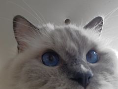 -藏猫猫咖啡主题馆(中央大道店)