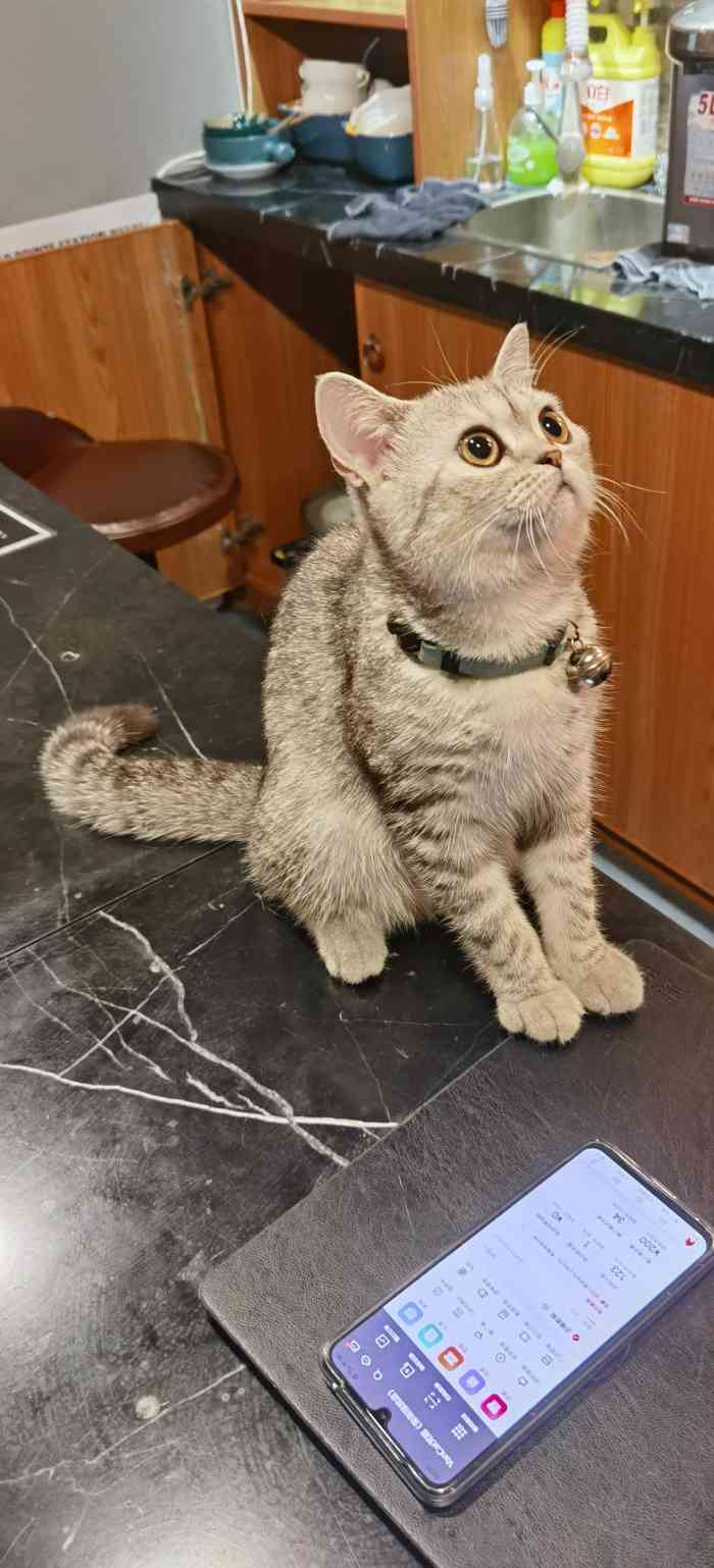 vancat梵猫(深圳福田店)-"因为开在隔壁栋,过来方便,就想着过来体验.