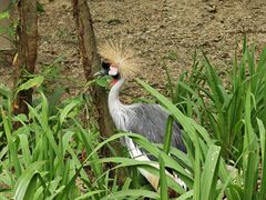 -吉隆坡雀鸟公园