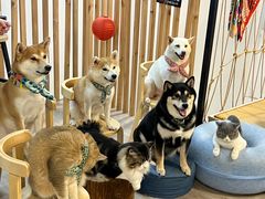 -柴迷FANS CLUB·柴犬狗咖·猫咖