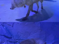 -海合安成都极地海洋公园