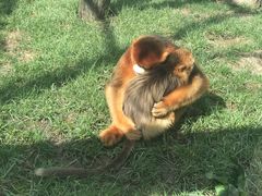 -西安秦岭野生动物园