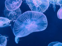 -大连老虎滩海洋公园