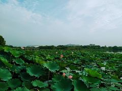 -长田漾湿地公园