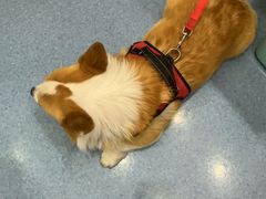 -佑安动物医院·全科·内窥镜中心(幸福巷店)