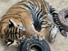 -北京野生动物园