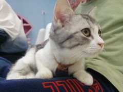 -糯米喵星人·撸猫猫舍咖啡馆(西市场嘉华店)