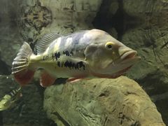 -多彩贵州城极地海洋世界