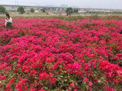 -光明小镇欢乐田园