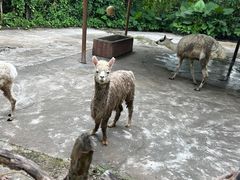 -深圳野生动物园