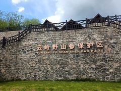 -云岭野山参风景区