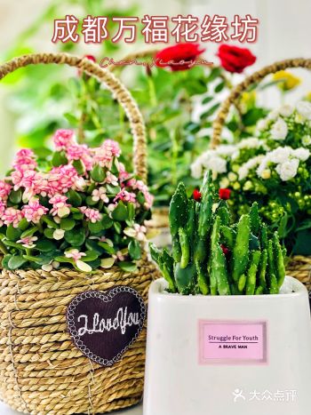 七夕初秋·花花世界 多种选择·万福花缘  ️好逛好看