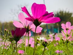 -天适樱花悠乐园