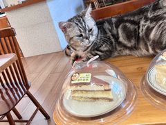 -有猫主题·治愈系猫咖(曾厝垵店)