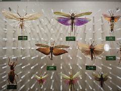 -国家自然博物馆