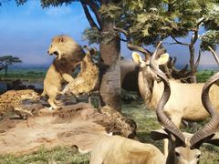 -国家自然博物馆