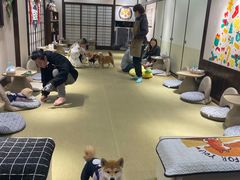 -逗柴咖啡屋·狗咖猫咖宠物桌游