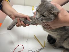 -伟伟宠物医院·CT影像中心·瑞派犬猫综合性门诊(汉口总院)