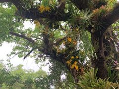 -中国科学院西双版纳热带植物园