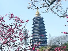-红梅公园