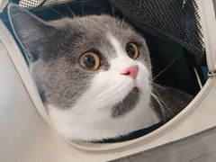 -伟伟宠物医院·CT影像中心·瑞派犬猫综合性门诊(汉口总院)