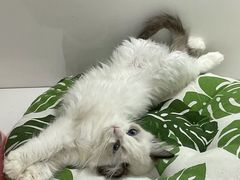 -青奢宠物·青奢猫舍