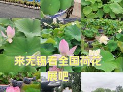 -无锡蠡湖国家湿地公园-蠡园