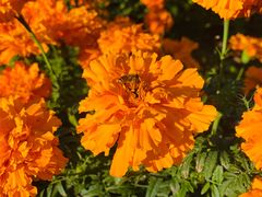 -松山湖梦幻百花洲