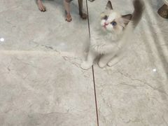 -Bastet sally猫舍购宠(静安店)