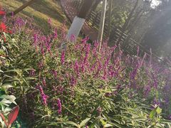 -铁山坪森林公园