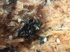 -鲍师傅糕点(永安里店)