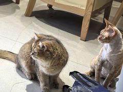 -藏猫猫咖啡主题馆(中央大道店)