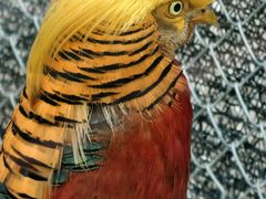 -青藏高原野生动物园